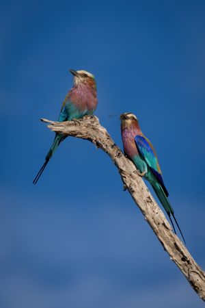 Male lilac-breasted roller with dragonfly beside female, vertical
