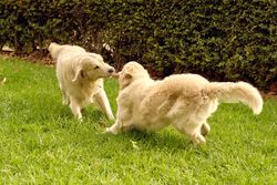 Golden Retriever dogs playing together in park