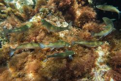 Sarpa salpa fish swimming near corals in sea
