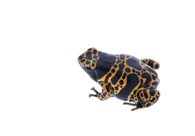 Yellow striped poison dart frog isolated at a light background