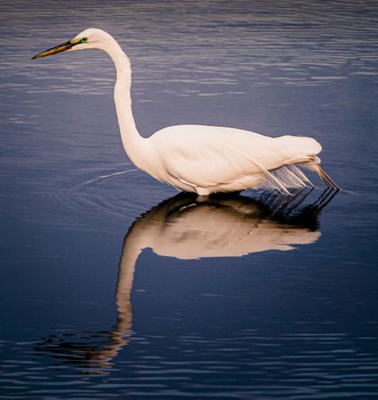 Side view of egret in shallow water