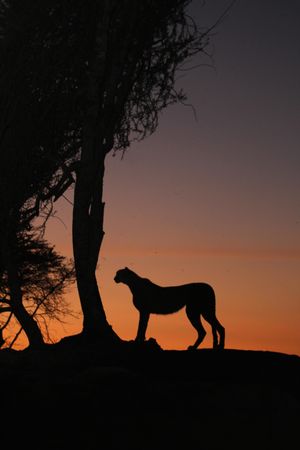 Silhouette of leopard near tree