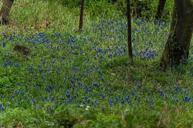 Bright blue wild grape hyacinth flowers in the spring wood