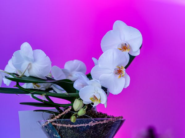 Orchid on a lilac background. Decorative flower