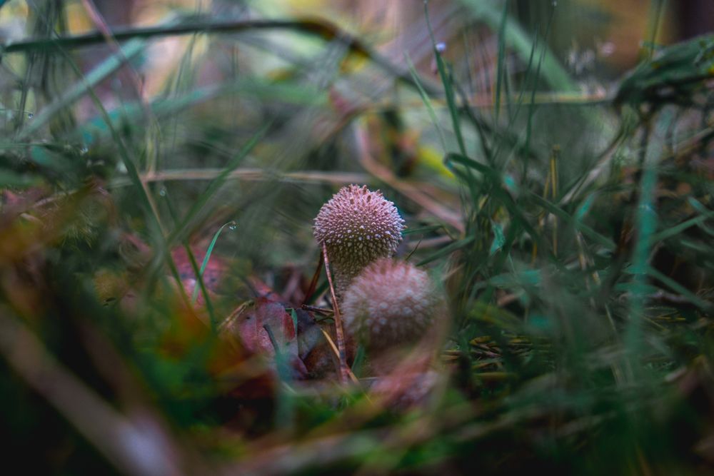 Warted puffball growing wild on forest floor