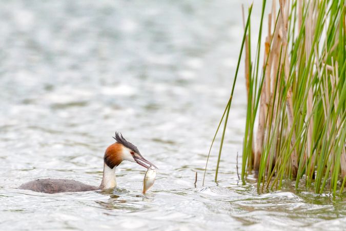 Great crested grebe in water eating fish