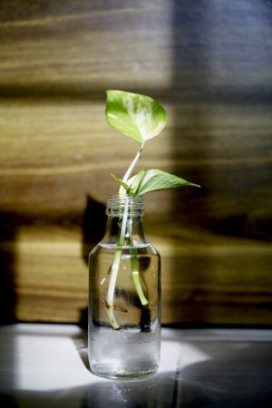 Glass bottle with leaf growing