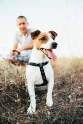 Dog standing beside man in blue polo shirt