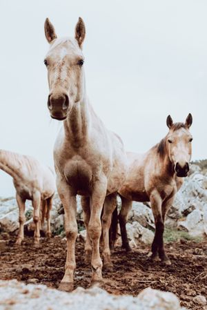 Horses pasturing on meadow