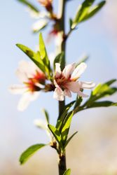 Almond Tree branch with flowers in garden and blue sky