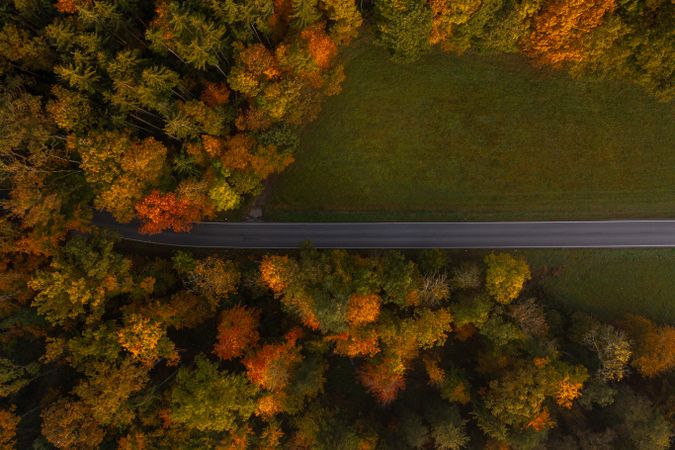 Drone shot, directly above, with single lane road going through an autumn forest.
