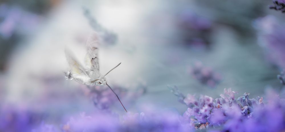 Banner of hummingbird clearwing insect in lavender field
