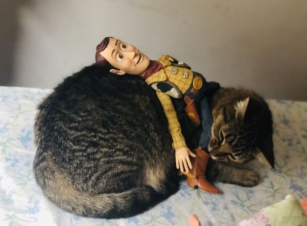 Toy story character on sleeping cat