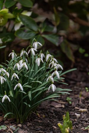 Beautiful snowdrop flowers in the park