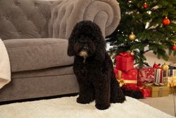 Concept of Merry Christmas, funny Christmas dog