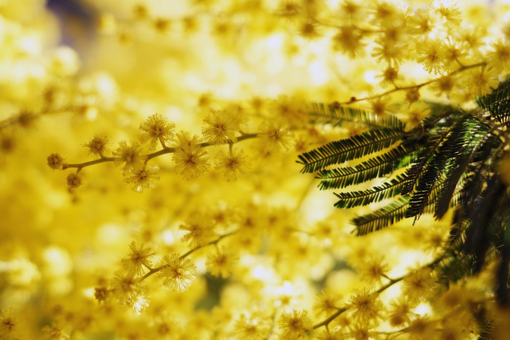 Tender golden twigs on sunny day