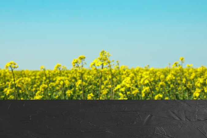 table against rapeseed field. Mock up. Space for text