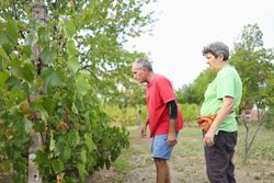 Couple in Rustic Farm Setting Preparing Grapes for Wine Production.