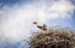 Stork against blue sky