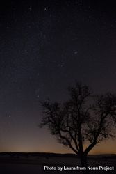 Outline of tree on dark starry night 4dxLa4