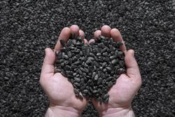 Sunflower seeds in a man’s hands, top view