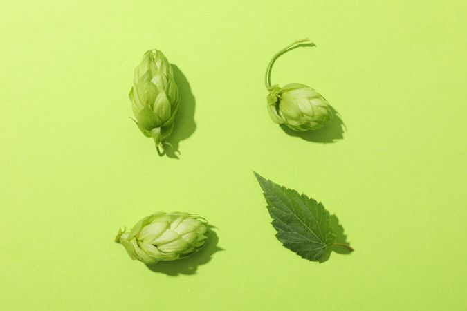 Flat lay with hop cones and leaf on green background, copy space
