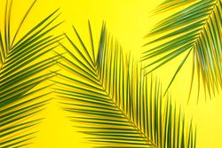 Beautiful palm leaves on color background, top view. Exotic plant