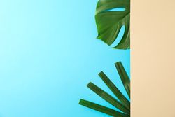 Different palm leaves on two color background, copy space