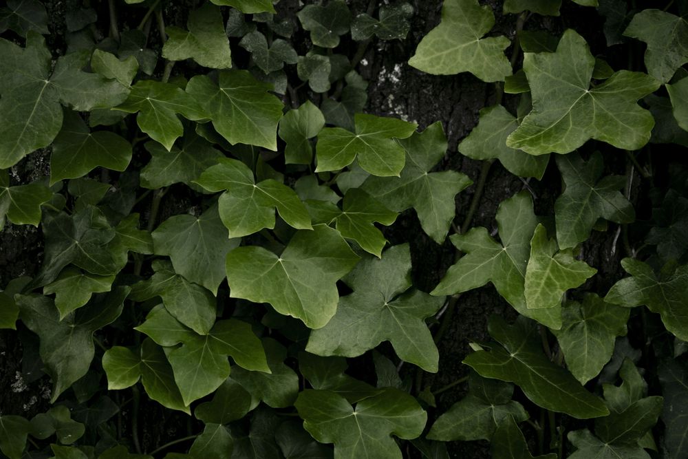 Ivy leaves of climbing plant. Lush green background of nature.