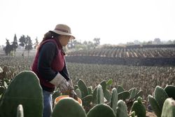An adult woman is harvesting nopal with the hands filling a bucket