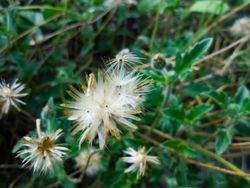 Tridax procumbens flower