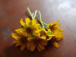 small sunflower background on the table