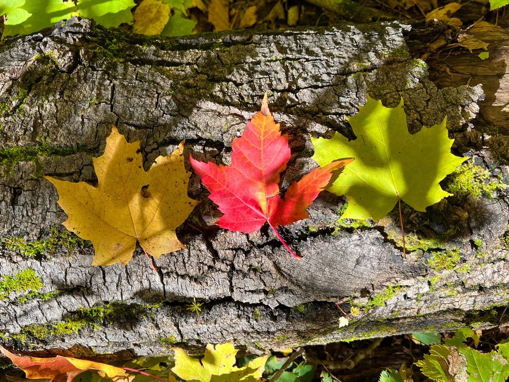 Maple leaves on the Superior Hiking Trail in Lutsen, Minnesota