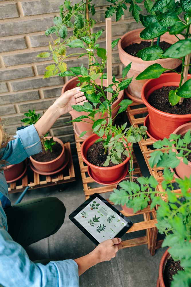 Woman using gardening app with artificial intelligence to care plants of urban garden on terrace