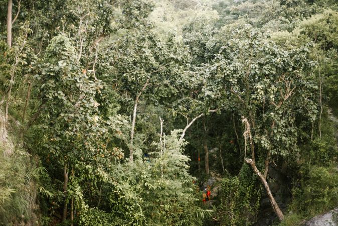 Green trees in forest on?hill