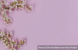 Cherry blossom on light pink background for springtime holiday season 48jeR0