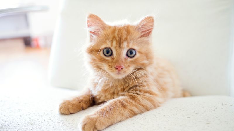 Orange cat