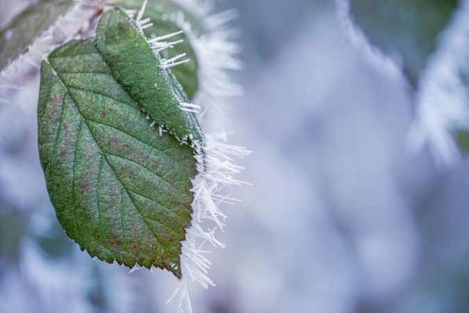 Frost on a green leaf
