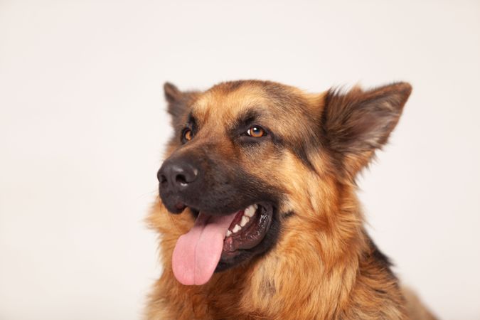 Portrait of German shepherd with tongue sticking out