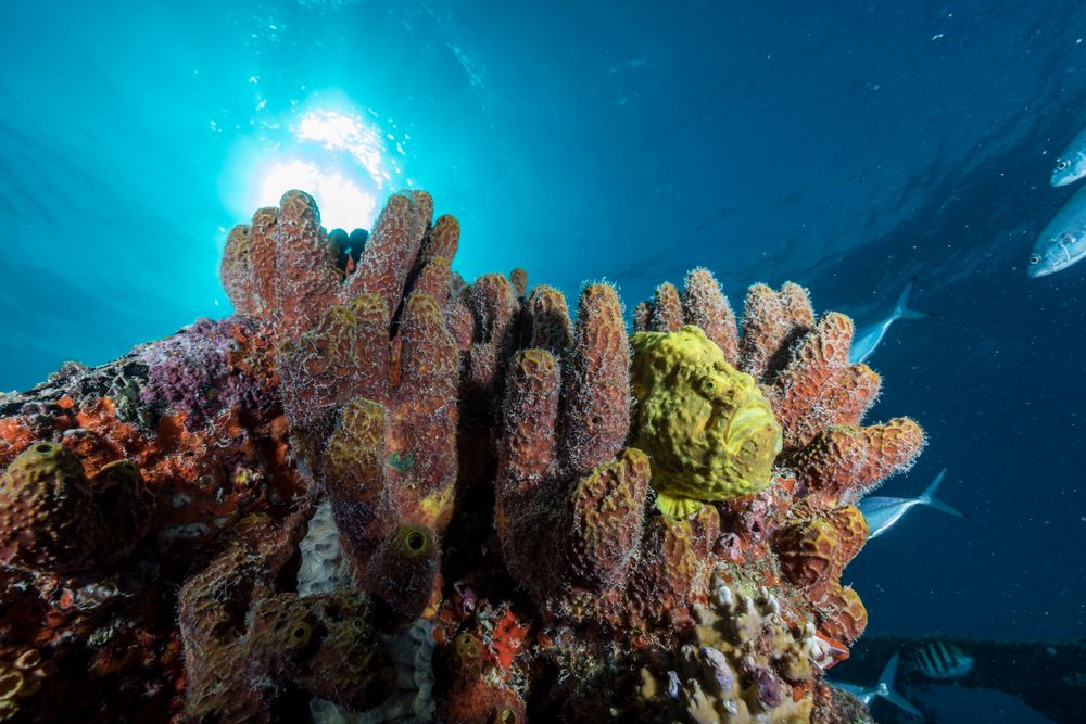 Soft corals and fish on reef