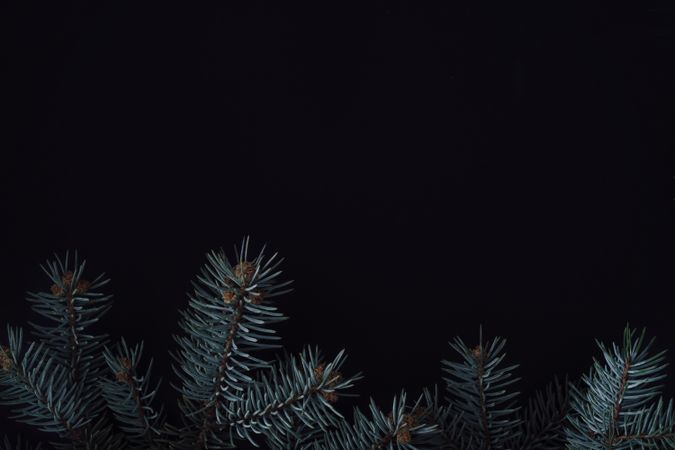 Branches bordering bottom of dark background