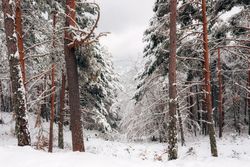 Winter forest with snowy trees