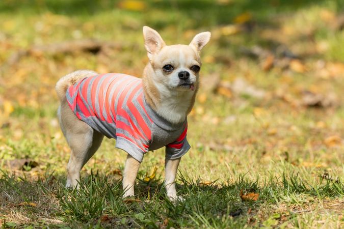 Brown chihuahua wearing pink and gray striped shirt