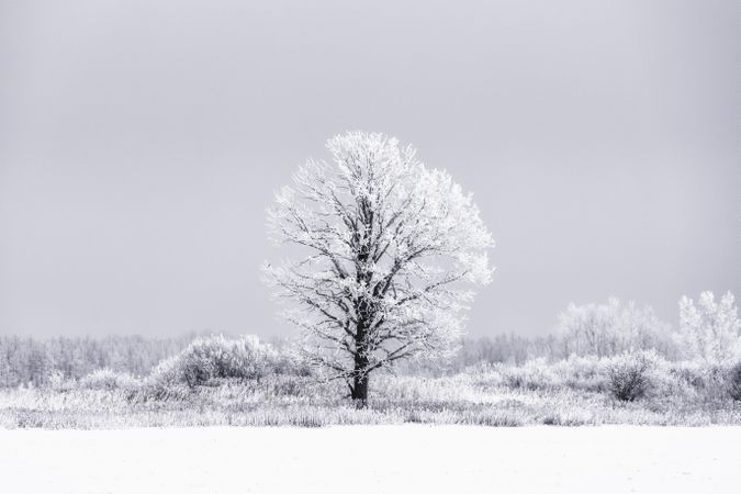 Fresh frost on a tree in a field