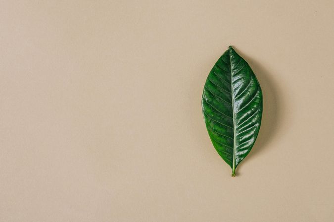 Minimal nature layout with green leaf and pastel sand background