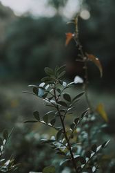 Green fresh plant on field