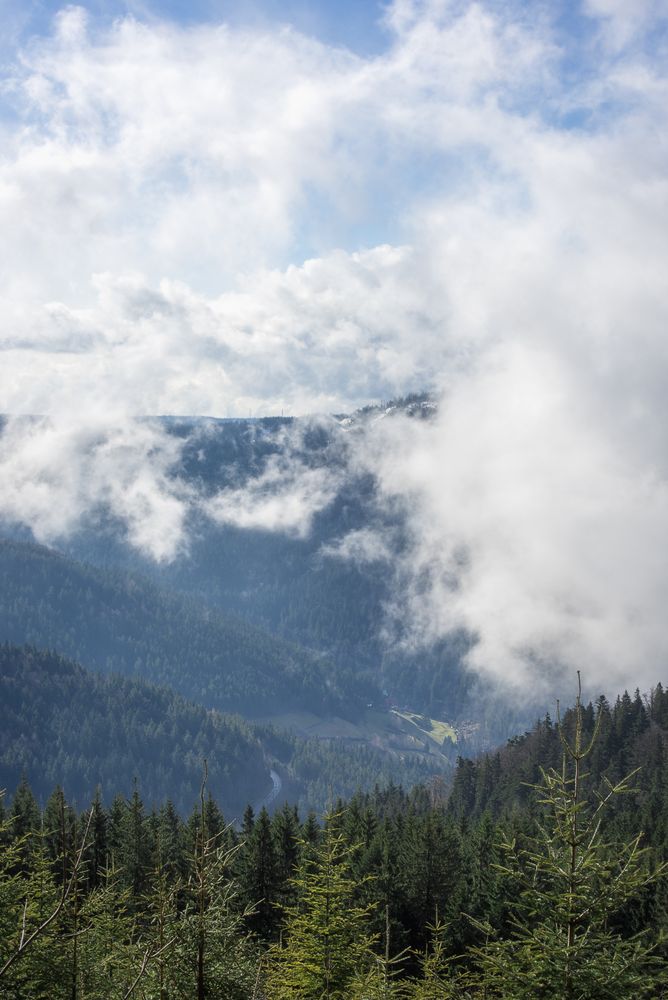Clouds over forest