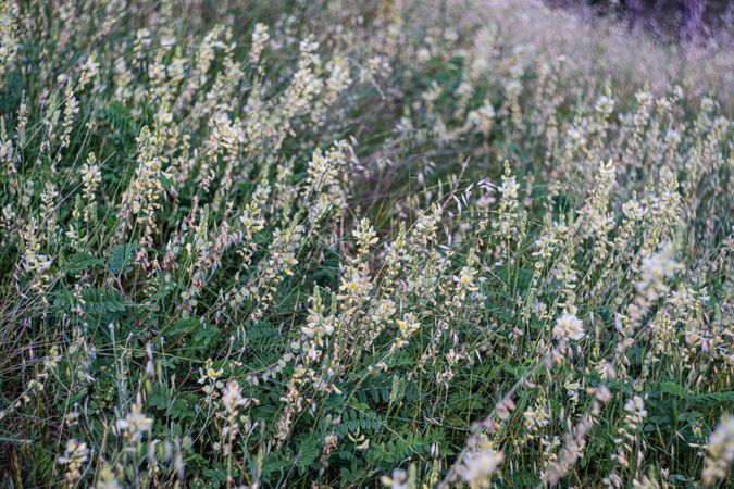Wild flowering plant with blue flowers