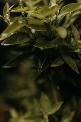 Wet green plant in garden