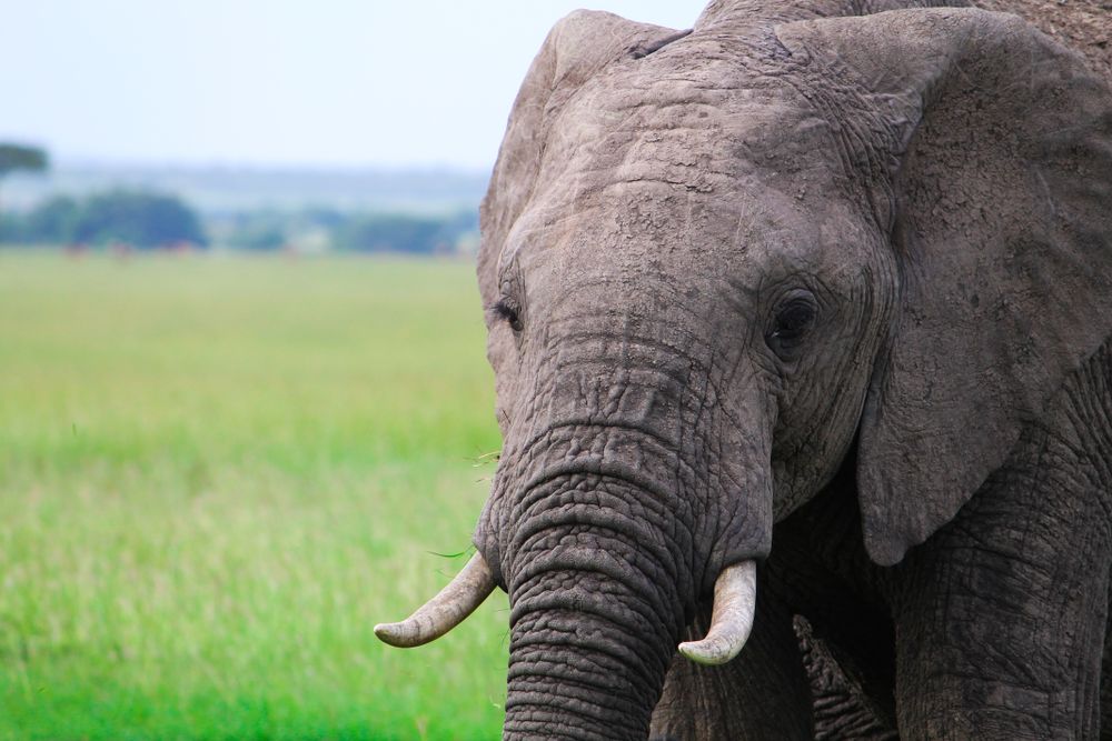 Elephant on green grass field
